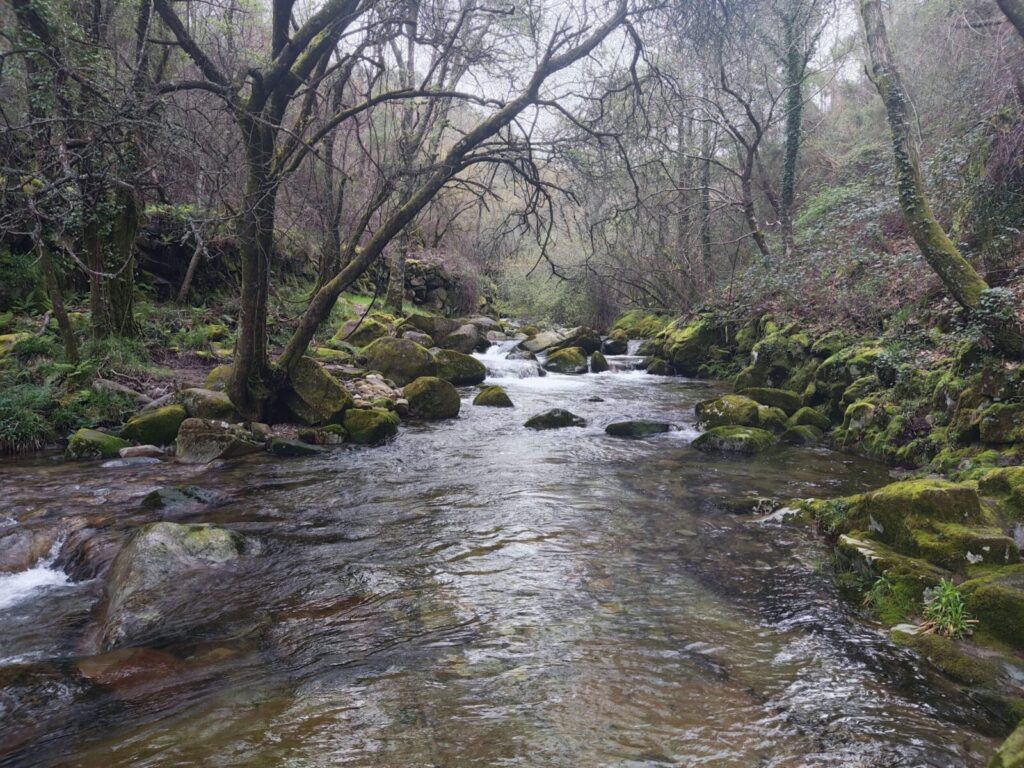 Peaceful forest stream in São Pedro do Sul, Viseu, Portugal, surrounded by lush greenery and mossy rocks.